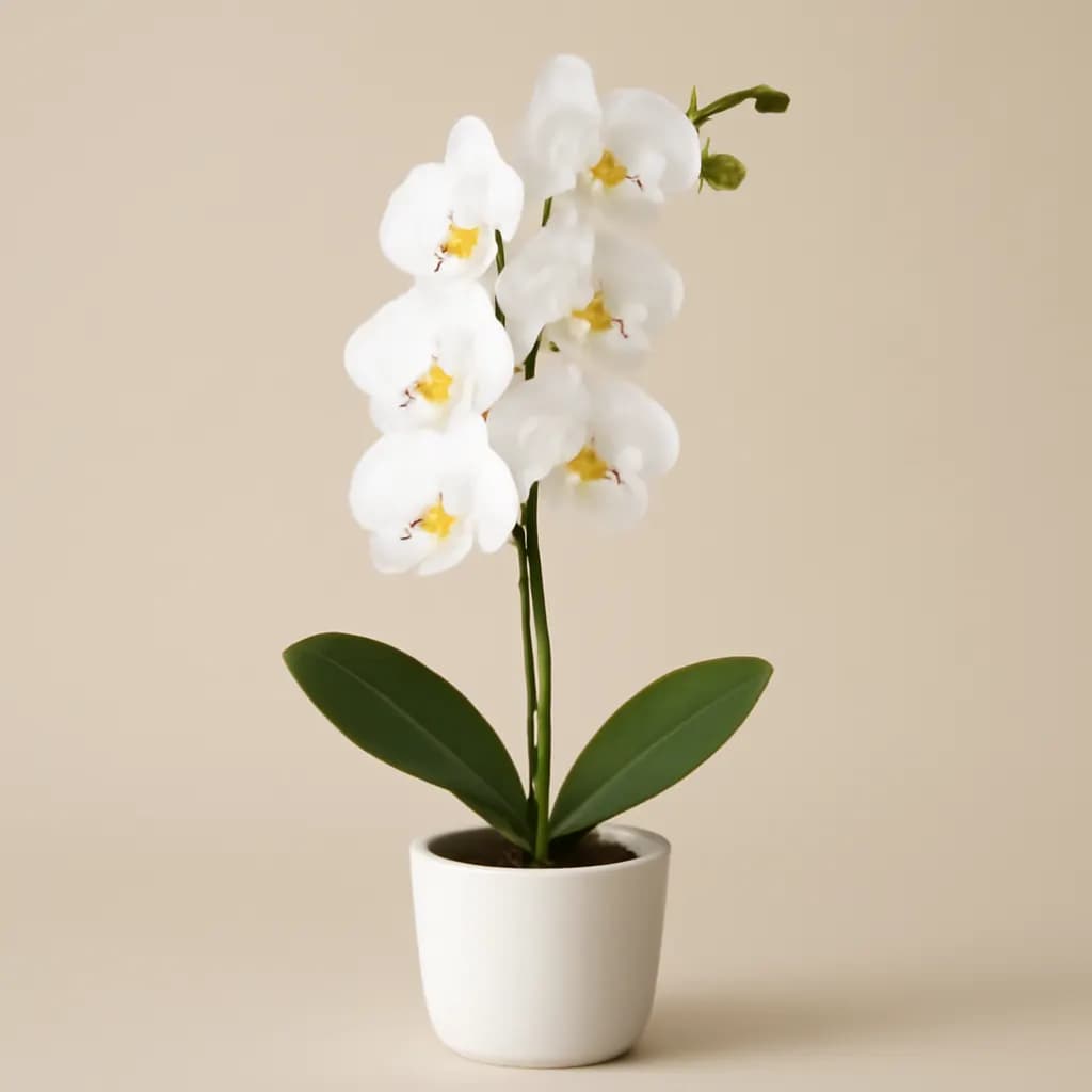 Ορχιδέα Phalaenopsis -30% 1